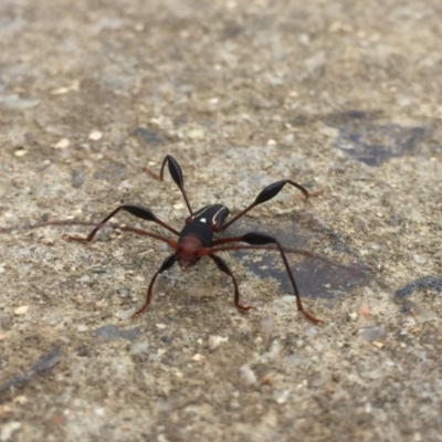 Amphirhoe sp. (Amphirhoe longhorn beetle) at Tathra, NSW - 29 Mar 2020 by Steve Mills