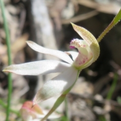 Caladenia moschata at Acton, ACT - 13 Oct 2020