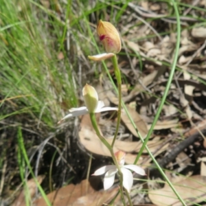 Caladenia moschata at Acton, ACT - 13 Oct 2020