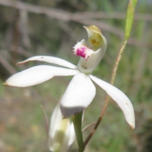 Caladenia moschata at Acton, ACT - 13 Oct 2020