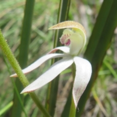 Caladenia moschata at Acton, ACT - 13 Oct 2020