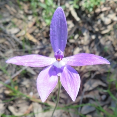 Glossodia major (Wax Lip Orchid) at Acton, ACT - 13 Oct 2020 by Christine