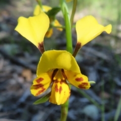 Diuris nigromontana (Black Mountain Leopard Orchid) at ANBG South Annex - 12 Oct 2020 by Christine
