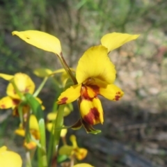 Diuris nigromontana at Acton, ACT - suppressed