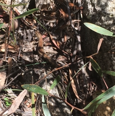 Liopholis whitii (White's Skink) at Paddys River, ACT - 4 Mar 2018 by Tapirlord