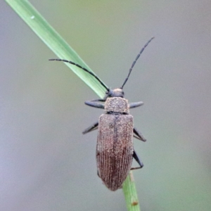 Homotrysis sp. (genus) at Watson, ACT - 14 Oct 2020