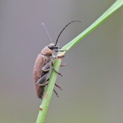 Homotrysis sp. (genus) at Watson, ACT - 14 Oct 2020