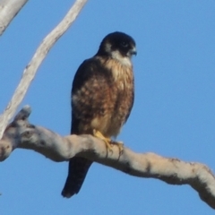 Falco longipennis (Australian Hobby) at Gordon, ACT - 26 Aug 2020 by michaelb