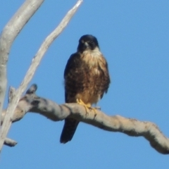 Falco longipennis at Gordon, ACT - 26 Aug 2020 03:31 PM