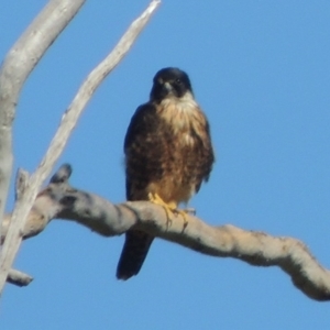 Falco longipennis at Gordon, ACT - 26 Aug 2020 03:31 PM