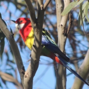 Platycercus eximius at Gordon, ACT - 26 Aug 2020