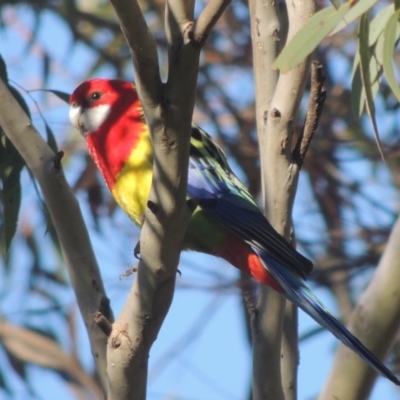 Platycercus eximius (Eastern Rosella) at Lanyon - northern section - 26 Aug 2020 by michaelb