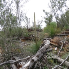 Xanthorrhoea glauca subsp. angustifolia (Grey Grass-tree) at Uriarra Village, ACT - 13 Oct 2020 by SandraH