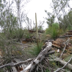 Xanthorrhoea glauca subsp. angustifolia at Uriarra Village, ACT - 14 Oct 2020