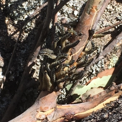 Pseudoperga sp. (genus) (Sawfly, Spitfire) at Paddys River, ACT - 4 Mar 2018 by Tapirlord