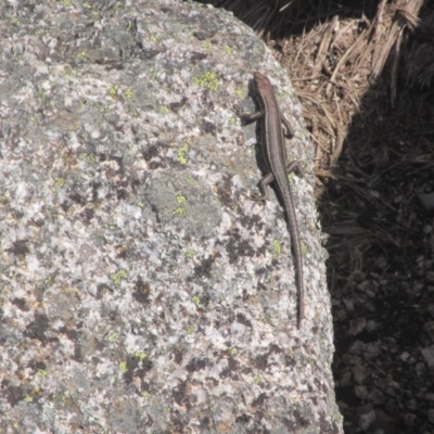 Pseudemoia spenceri (Spencer's Skink) at Cotter River, ACT - 11 Oct 2020 by Tapirlord