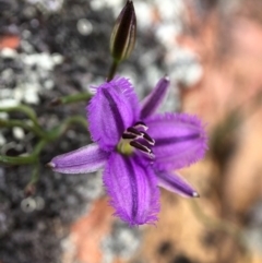 Thysanotus patersonii (Twining Fringe Lily) at Mulligans Flat - 13 Oct 2020 by JasonC