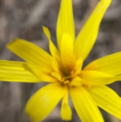 Microseris walteri (Yam Daisy, Murnong) at Forde, ACT - 13 Oct 2020 by JasonC