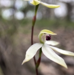 Caladenia cucullata (Lemon Caps) at Forde, ACT - 13 Oct 2020 by JasonC
