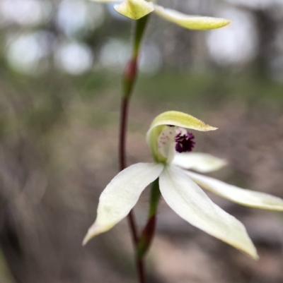 Caladenia cucullata (Lemon Caps) at Forde, ACT - 13 Oct 2020 by JasonC