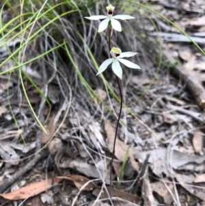 Caladenia cucullata at Forde, ACT - suppressed