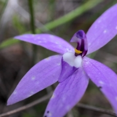 Glossodia major (Wax Lip Orchid) at Mulligans Flat - 13 Oct 2020 by JasonC