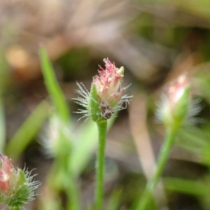 Centrolepis strigosa at Bruce, ACT - 14 Oct 2020