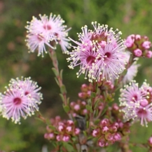 Kunzea parvifolia at Bruce, ACT - 14 Oct 2020 02:37 AM