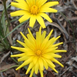 Microseris walteri at Bruce, ACT - 14 Oct 2020