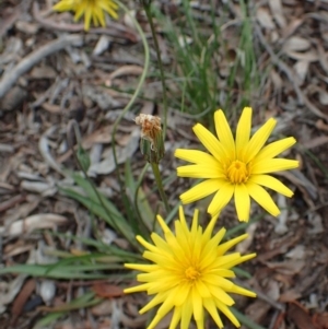 Microseris walteri at Bruce, ACT - 14 Oct 2020