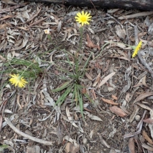 Microseris walteri at Bruce, ACT - 14 Oct 2020