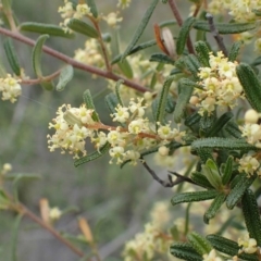 Pomaderris angustifolia (Pomaderris) at Acton, ACT - 14 Oct 2020 by RWPurdie