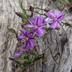 Thysanotus patersonii (Twining Fringe Lily) at Bruce, ACT - 13 Oct 2020 by RWPurdie
