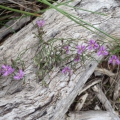 Thysanotus patersonii at Bruce, ACT - 14 Oct 2020