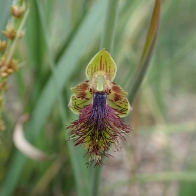 Calochilus montanus (Copper Beard Orchid) at Aranda, ACT - 13 Oct 2020 by CathB