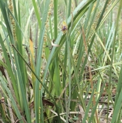 Calochilus montanus at Aranda, ACT - 13 Oct 2020