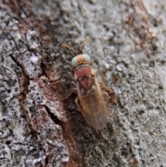 Chalcididae (family) (Unidentified chalcid wasp) at Aranda Bushland - 13 Oct 2020 by CathB