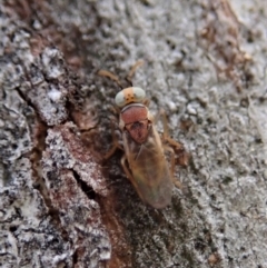 Chalcididae (family) (Unidentified chalcid wasp) at Holt, ACT - 13 Oct 2020 by CathB