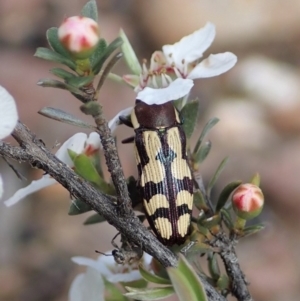 Castiarina decemmaculata at Holt, ACT - 13 Oct 2020