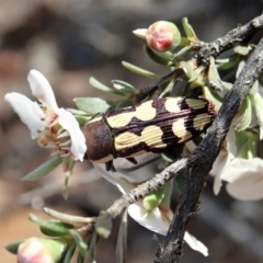 Castiarina decemmaculata at Holt, ACT - 13 Oct 2020