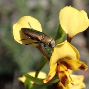 Melobasis propinqua at Holt, ACT - 13 Oct 2020