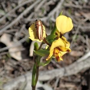 Melobasis propinqua at Holt, ACT - 13 Oct 2020