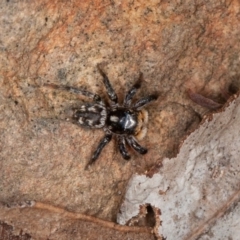 Salticidae (family) (Unidentified Jumping spider) at Acton, ACT - 12 Oct 2020 by rawshorty