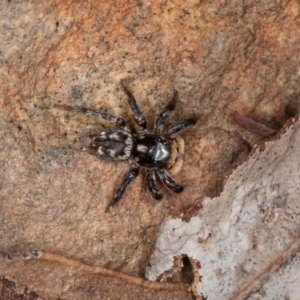 Salticidae (family) at Acton, ACT - 13 Oct 2020