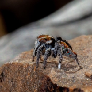 Maratus calcitrans at Acton, ACT - 13 Oct 2020