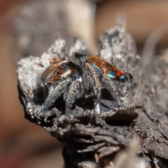 Maratus calcitrans at Acton, ACT - 13 Oct 2020