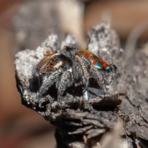 Maratus calcitrans at Acton, ACT - 13 Oct 2020