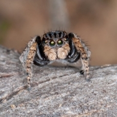 Maratus vespertilio (Bat-like peacock spider) at Molonglo Gorge - 14 Oct 2020 by rawshorty