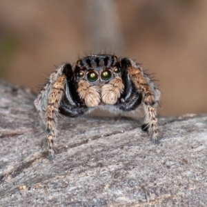 Maratus vespertilio at Kowen, ACT - 14 Oct 2020