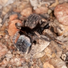 Maratus vespertilio at Kowen, ACT - suppressed